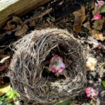 A top-down shot shows a bird's nest, woven from twigs and dry grass, resting on the ground among fallen leaves and some green ivy. Inside the nest, a single pink flower with white highlights and a yellow centre is nestled. Another, smaller pink flower is visible on the ground to the right of the nest. In the upper left corner, a wooden beam or fence post runs diagonally, and the surrounding ground is dark and earthy. The overall impression is one of nature's delicate beauty in a garden setting.